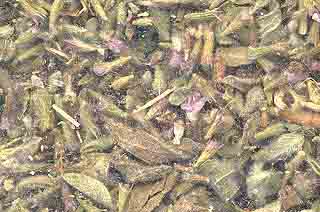 1 Lb Pennyroyal Leaf cut 1 Lb Pennyroyal Leaf cut