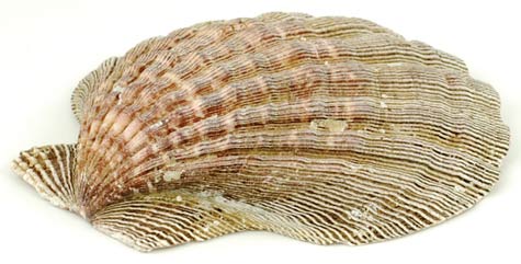 Lion Paw Shell burner Lion Paw Shell burner