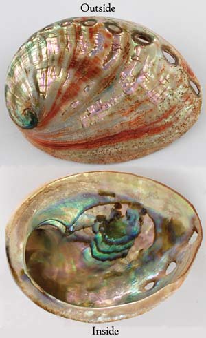 Red Abalone Shell Red Abalone Shell