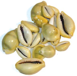 Cowrie Shells 18pcs Cowrie Shells 18pcs