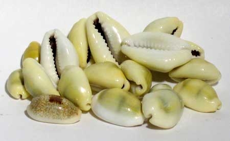 1 Lb Cowrie Shells 1 Lb Cowrie Shells