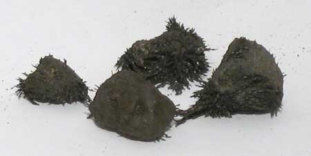 Lodestone Natural Lodestone Natural