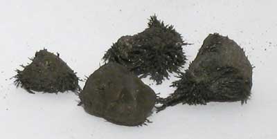 1 Lb Lodestones Natural 1 Lb Lodestones Natural