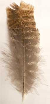 Barred Wing Smudging Feather 12" Barred Wing Smudging Feather 12"